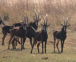 Sable Antelope