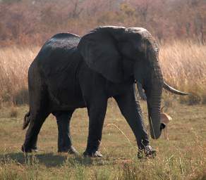 Elephant