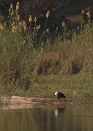 African Fish Eagle