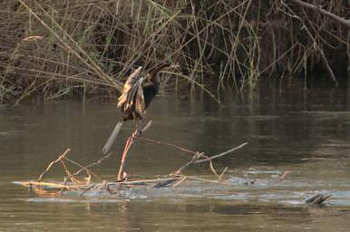 African Darter