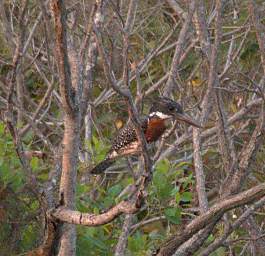 Giant Kingfisher