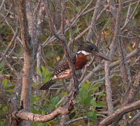 Giant Kingfisher