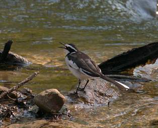 African Pied Wagtail