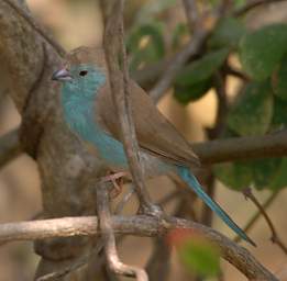 Blue Waxbill