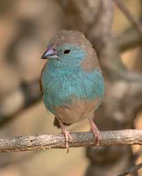 Blue Waxbill