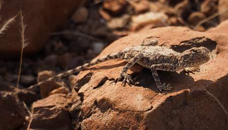 Petrified Forest Ground Agama