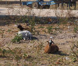 Oshikango Goats