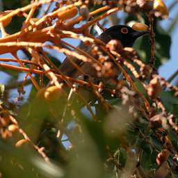 African Red Eyed Bulbul