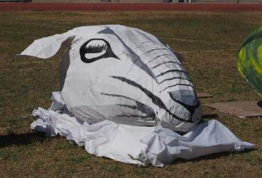 Ongwediva Fair Float Xxx Zebra