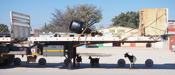 Oshikango Goats In Shade