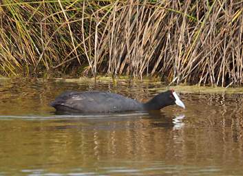 Skeleton Coast Uniab R Bird Red Knobbed Coot