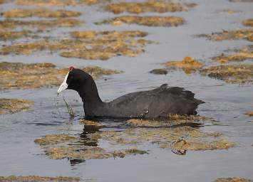 Skeleton Coast Uniab R Bird Red Knobbed Coot