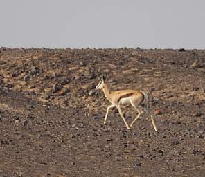 Skeleton Coast Uniab R Springbok