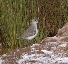 Skeleton Coast Uniab R Bird Curlew Sandpiper