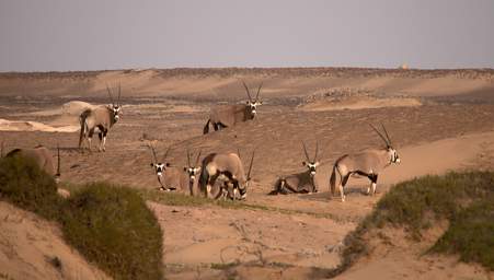 Skeleton Coast Uniab R Oryx