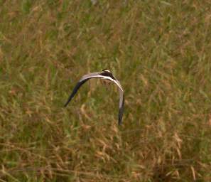 Skeleton Coast Uniab R Bird Blacksmith Lapwing