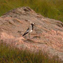 Skeleton Coast Uniab R Bird Blacksmith Lapwing