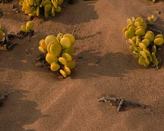 Skeleton Coast Dollar Bush