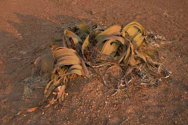 Skeleton Coast Welwitchia