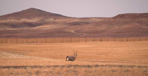 Skeleton Coast Oryx