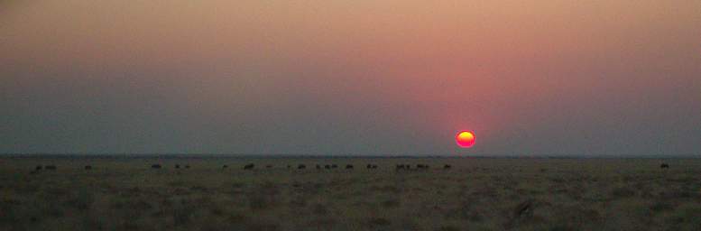 WT Etosha Sunset