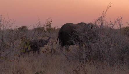 WT Etosha Elephant