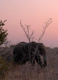 WT Etosha Elephant