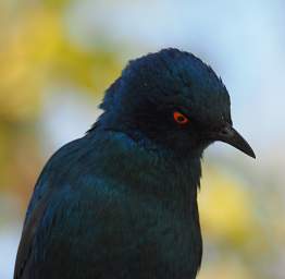 WT Etosha Bird Pale Winged Starling