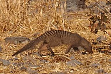 WT Etosha Banded Mongoose