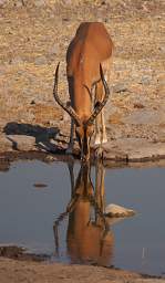 WT Etosha Black Faced Impala