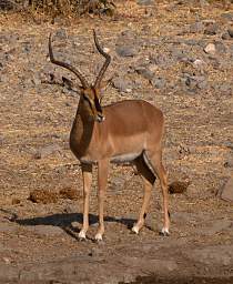 WT Etosha Black Faced Impala