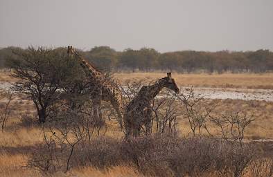 WT Etosha Giraffes