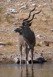 WT Etosha Kudu