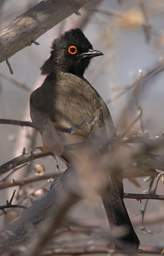 WT Etosha Bird African Red Eyed Bulbul