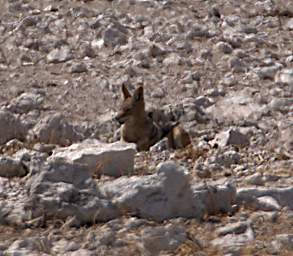 WT Etosha Xxx Black Backed Jackal