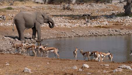 WT Etosha Elephant