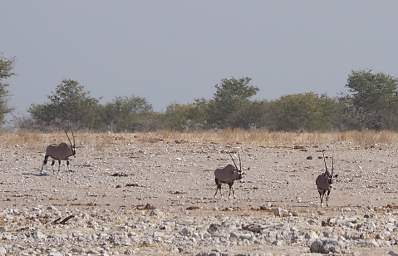 WT Etosha Oryx