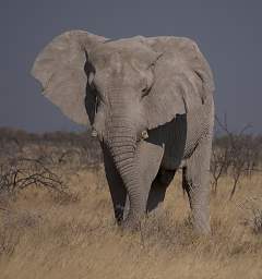 WT Etosha Elephant