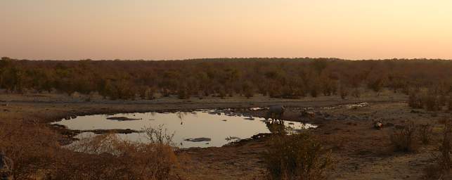 WT Etosha Rhino