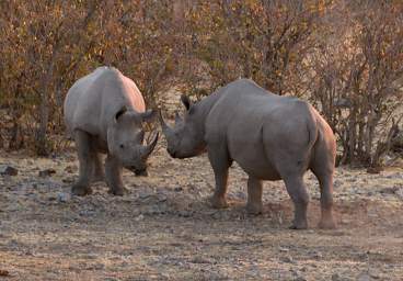 WT Etosha Rhinos