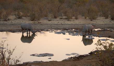 WT Etosha Rhinos