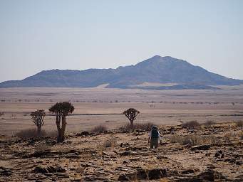 Namib Naukluft Quiver Tree