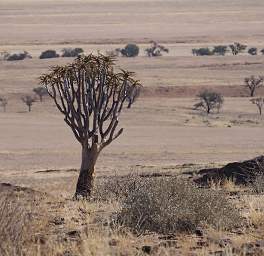 Namib Naukluft Quiver Tree