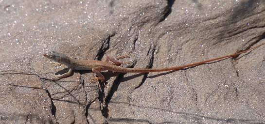 Namib Naukluft Xxx Lizard