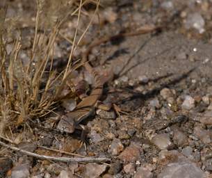 Namib Naukluft Xxx Lizard