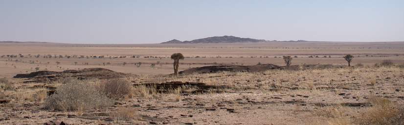 Namib Naukluft Quiver Tree