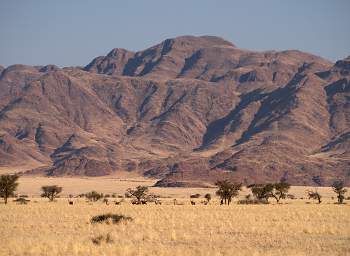 Namib Naukluft Oryx