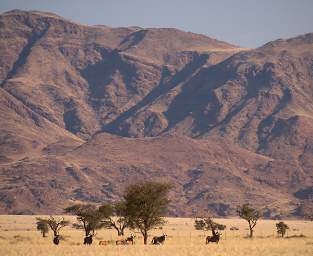 Namib Naukluft Oryx