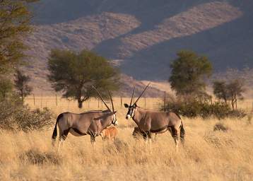 Namib Naukluft Oryx