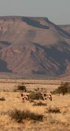 Namib Naukluft Oryx